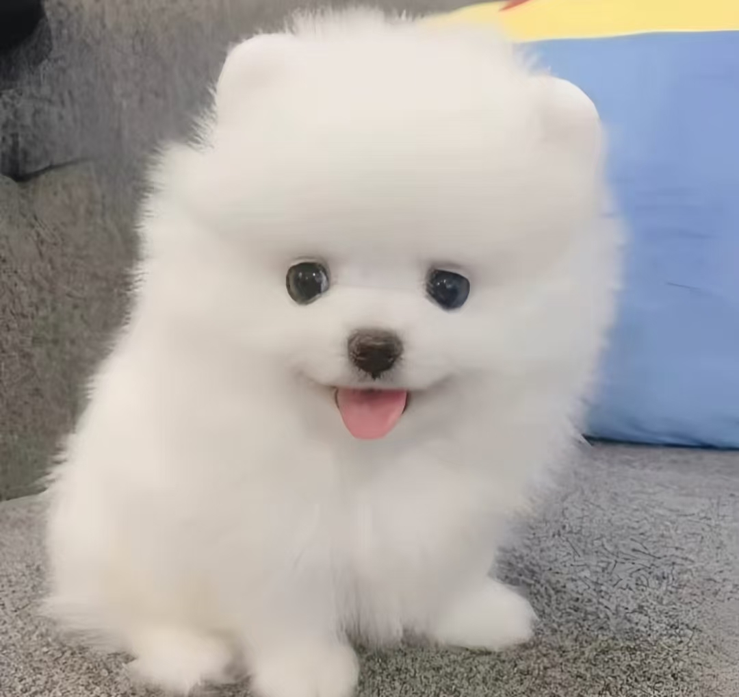 博美犬，毛绒小巧，忠诚护主，活泼可爱，没体味，喜欢的看过来